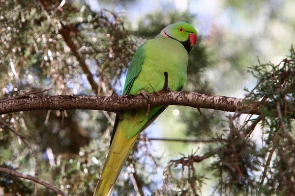 Зелений Папуга Сидить Високому Дереві Гілці — стокове фото