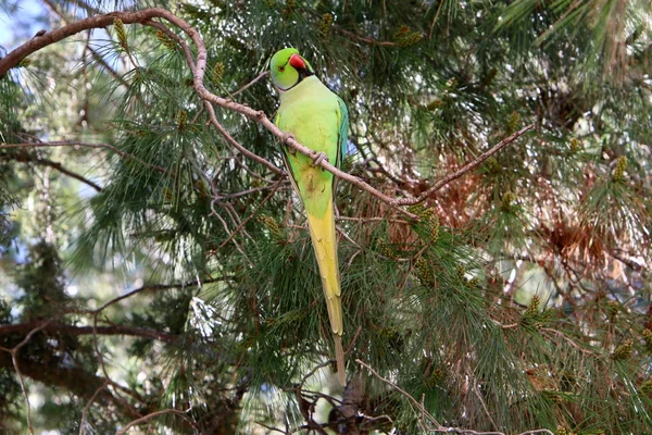 Ein Grüner Papagei Sitzt Auf Einem Hohen Baum Auf Einem — Stockfoto