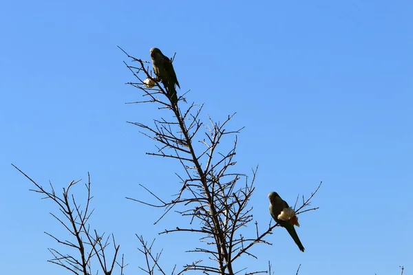 Zielona Papuga Siedzi Wysokim Drzewie Gałęzi — Zdjęcie stockowe