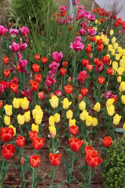 kış bahçesinde kırmızı lale çiçek açmış 