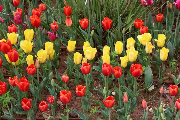 Саду Зимой Расцвели Красные Тюльпаны — стоковое фото
