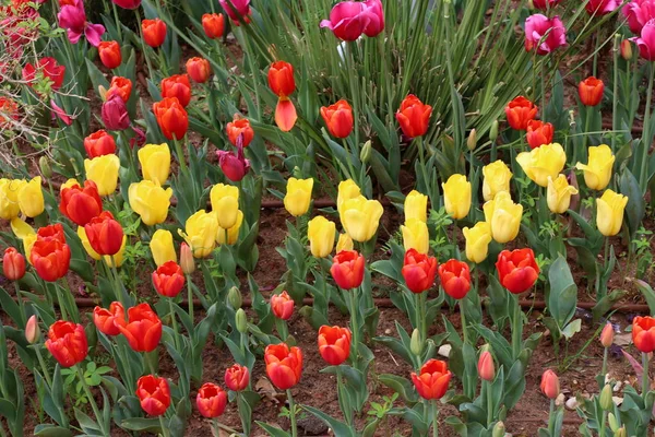 Garten Blühten Winter Rote Tulpen — Stockfoto