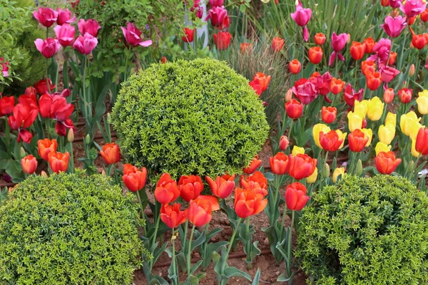 Garten Blühten Winter Rote Tulpen — Stockfoto