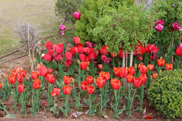 Garten Blühten Winter Rote Tulpen — Stockfoto
