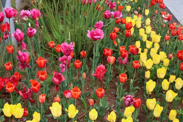 Garten Blühten Winter Rote Tulpen — Stockfoto