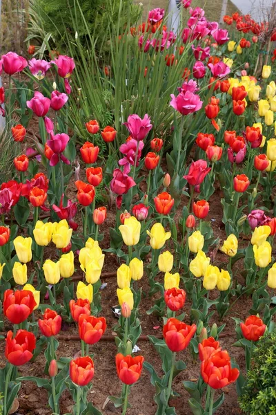 Garten Blühten Winter Rote Tulpen — Stockfoto