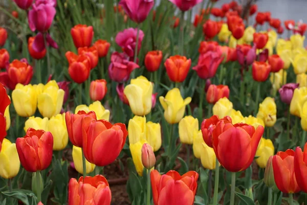 Garten Blühten Winter Rote Tulpen — Stockfoto