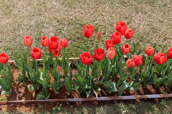 Garten Blühten Winter Rote Tulpen — Stockfoto