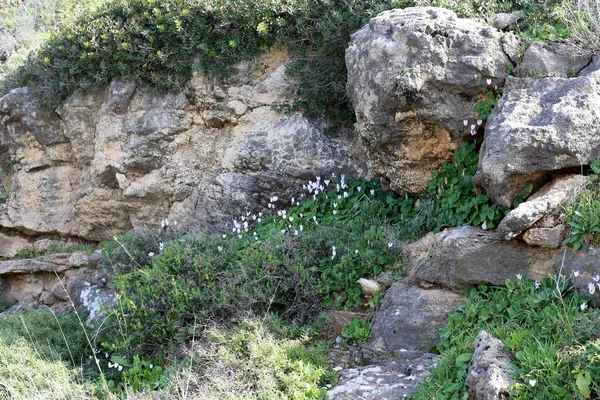 Jardín Invierno Ciclamens Florecen Las Piedras —  Fotos de Stock