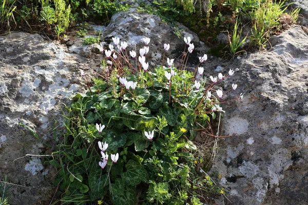 Kış Bahçesinde Cyclamens Çiçek Taşlar Hakkında — Stok fotoğraf