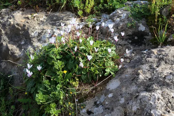 Саду Зимой Камнях Цветут Циклоны — стоковое фото