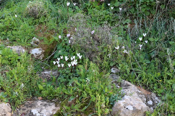 Kış Bahçesinde Cyclamens Çiçek Taşlar Hakkında — Stok fotoğraf