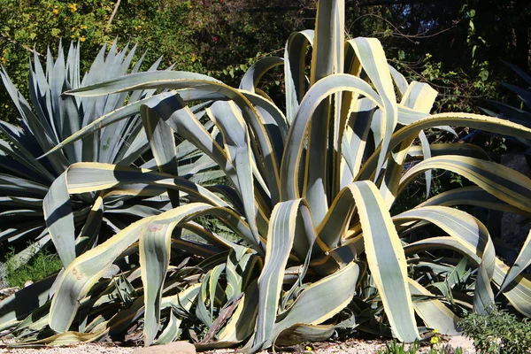 Winter Garten Wuchs Ein Großer Stacheliger Kaktus — Stockfoto