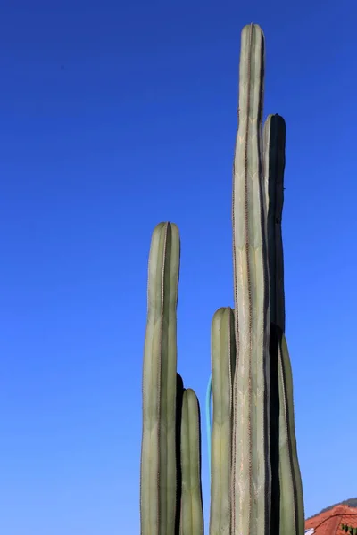 Jardín Invierno Israel Creció Cactus Grande Espinoso —  Fotos de Stock