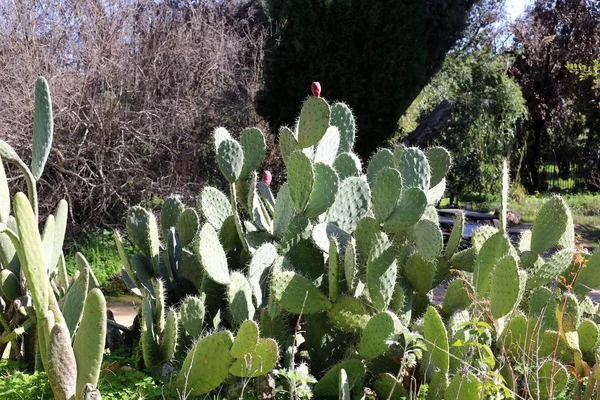 Kış Bahçe İsrail en büyük ve dikenli kaktüs büyüdü 