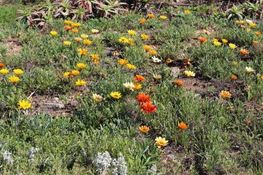 Kuzey İsrail'Doğa ve kış çiçek resimlerini kapat 