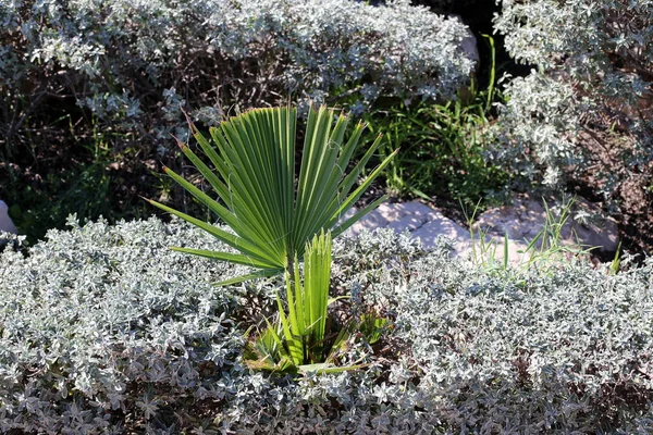 Immagini Natura Fiori Inverno Vicino Nel Nord Israele — Foto Stock