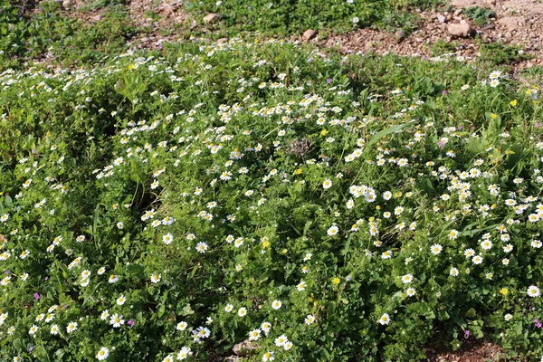 Fotografías Naturaleza Las Flores Invierno Cerca Norte Israel —  Fotos de Stock