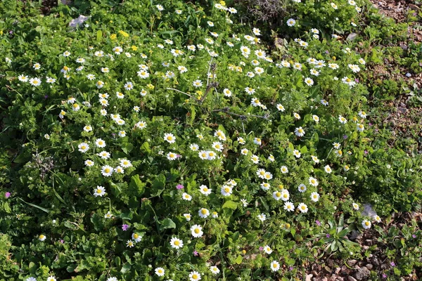 Bilder Natur Och Blommor Vintern Nära Håll Norra Israel — Stockfoto