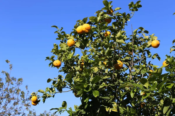 Photos Nature Des Fleurs Hiver Close Dans Nord Israël — Photo