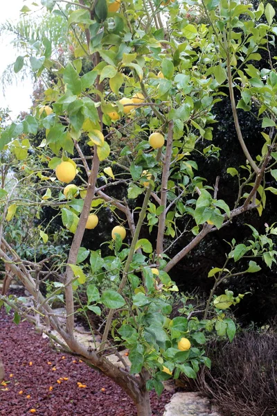 Photos Nature Des Fleurs Hiver Close Dans Nord Israël — Photo