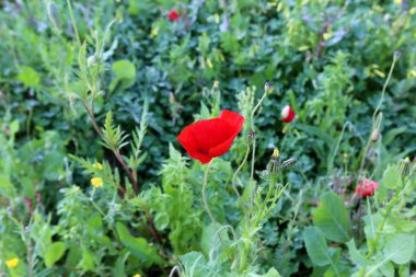 Şubat ayında İsrail şehir parkında kırmızı haşhaş çiçek açmış 