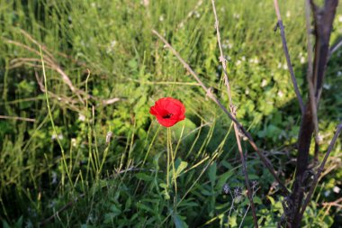 Şubat ayında İsrail şehir parkında kırmızı haşhaş çiçek açmış 