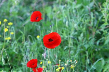 Şubat ayında İsrail şehir parkında kırmızı haşhaş çiçek açmış 