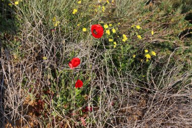 Şubat ayında İsrail şehir parkında kırmızı haşhaş çiçek açmış 