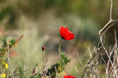 Şubat ayında İsrail şehir parkında kırmızı haşhaş çiçek açmış 