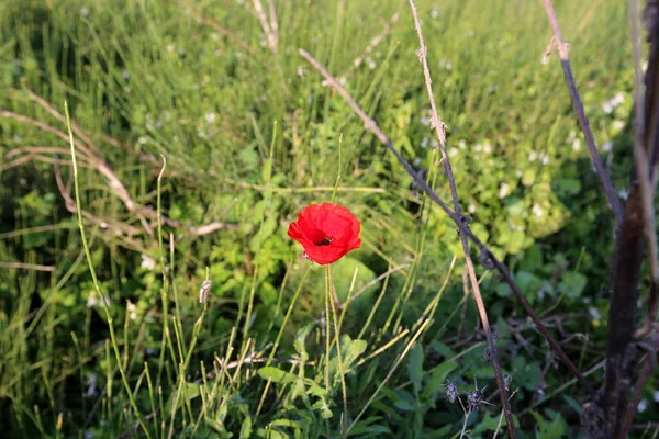 Stadspark Israel Februari Blommade Röd Vallmo — Stockfoto