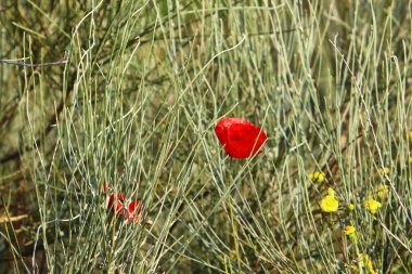Şubat ayında İsrail şehir parkında kırmızı haşhaş çiçek açmış 