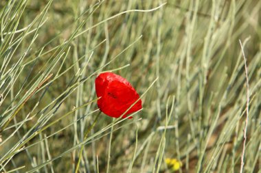 Şubat ayında İsrail şehir parkında kırmızı haşhaş çiçek açmış 