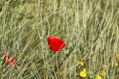 Şubat ayında İsrail şehir parkında kırmızı haşhaş çiçek açmış 