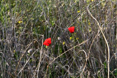 Şubat ayında İsrail şehir parkında kırmızı haşhaş çiçek açmış 
