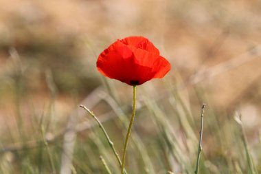 Şubat ayında İsrail şehir parkında kırmızı haşhaş çiçek açmış 