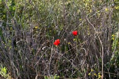 Şubat ayında İsrail şehir parkında kırmızı haşhaş çiçek açmış 