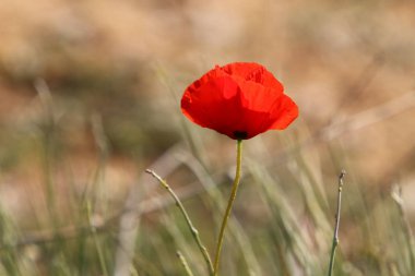 Şubat ayında İsrail şehir parkında kırmızı haşhaş çiçek açmış 