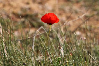 Şubat ayında İsrail şehir parkında kırmızı haşhaş çiçek açmış 
