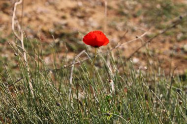 Şubat ayında İsrail şehir parkında kırmızı haşhaş çiçek açmış 