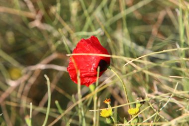 Şubat ayında İsrail şehir parkında kırmızı haşhaş çiçek açmış 