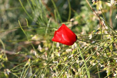 Şubat ayında İsrail şehir parkında kırmızı haşhaş çiçek açmış 