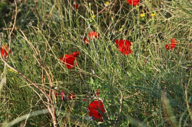 Şubat ayında İsrail şehir parkında kırmızı haşhaş çiçek açmış 