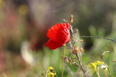 Şubat ayında İsrail şehir parkında kırmızı haşhaş çiçek açmış 