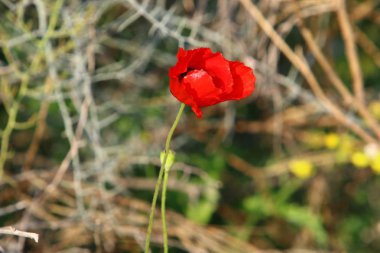 Şubat ayında İsrail şehir parkında kırmızı haşhaş çiçek açmış 