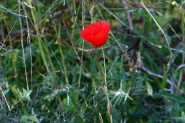 Şubat ayında İsrail şehir parkında kırmızı haşhaş çiçek açmış 