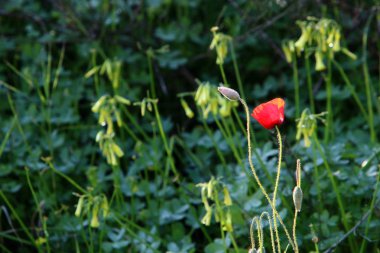 Şubat ayında İsrail şehir parkında kırmızı haşhaş çiçek açmış 