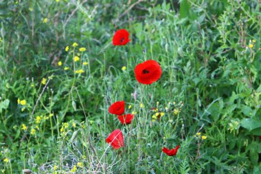 Şubat ayında İsrail şehir parkında kırmızı haşhaş çiçek açmış 