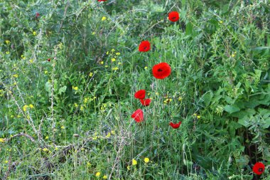 Şubat ayında İsrail şehir parkında kırmızı haşhaş çiçek açmış 
