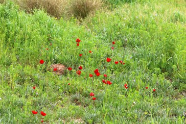Şubat ayında İsrail şehir parkında kırmızı haşhaş çiçek açmış 
